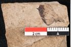 Foto (Detailansicht) von Araucaria sternbergii Goeppert (NHMW-GEO-2024-0188-8282)